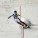 Shiffrin vince lo slalom femminile di Levi