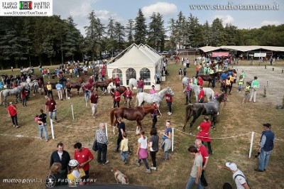 Coppa delle Regioni 2014 -  Anghiari - Ph. www.studiotamtam.it